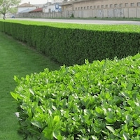 Ligustrum - Kurt Bağrı Çit Bitkisi 10 Adet Ligustrum - Kurt Bağrı Çit Bitkisi 10 Adet