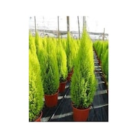 Limoni Servi Çam Fidanı Limon Kokulu Çam Fidanı 30-50 Cm Limoni Servi Çam Fidanı Limon Kokulu Çam Fidanı 30-50 Cm