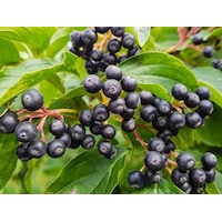 Aronia Aronya Ağacı Meyveli Fidanı Tüplü Aronia Aronya Ağacı Meyveli Fidanı Tüplü