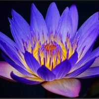 Mavi Lotus Çiçeği Tohumu & Nelumbo Tropikal Çiçek Tohumları 2 Adet Tohum Mavi Lotus Çiçeği Tohumu & Nelumbo Tropikal Çiçek Tohumları 2 Adet Tohum