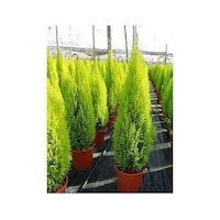 Tüplü ( Salon Çamı ) Limoni Servi Çam  Fidanı (14 lük Saksıda- Boyu 30-40 cm ) Limon Kokulu Çam Fidanı