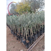 1 Yaş Gemlik Trilye Zeytin Fidanı 1 Yaş Gemlik Trilye Zeytin Fidanı
