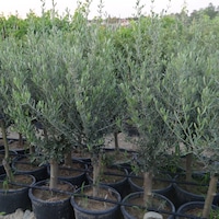 Saksıda Yarı Bodur 7-10 Kutur Gemlik Zeytin Fidanı 4-5 Yaş 50-70