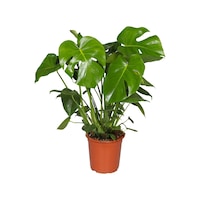 Monstera - Deve Taban 40- 60 cm 2 Adet Monstera - Deve Taban 40- 60 cm 2 Adet
