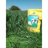 Yiğit RyeGRass Tohum Süt Otu Tohumu 25 KG Yiğit RyeGRass Tohum Süt Otu Tohumu 25 KG