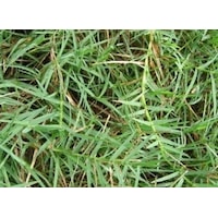 Bermuda Çim Tohumu 3 KG Uganda Çimi Köpek Dişi Ayrığı Bermuda Çim Tohumu 3 KG Uganda Çimi Köpek Dişi Ayrığı