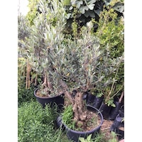 25-30 YAŞ 65 LT SAKSIDA BODUR GEMLİK ZEYTİN AĞACI GÖVDE ÇAPI 50-80 CM (BOY 100-120 CM) 25-30 YAŞ 65 LT SAKSIDA BODUR GEMLİK ZEYTİN AĞACI GÖVDE ÇAPI 50-80 CM (BOY 100-120 CM)