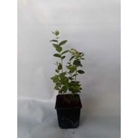 Yaban Mersini Fidanı 50-60 Cm