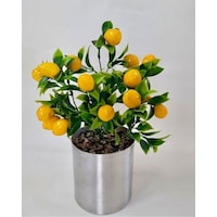 Cihan Çiçekçilik Limon Ağacı Metal Saksıda 35 Cm Beyaz- Yeşil Cihan Çiçekçilik Limon Ağacı Metal Saksıda 35 Cm Beyaz- Yeşil