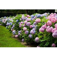 Ortanca Çiçeği Fidanı Tüplü Karışık Renkli Cinsi [hydrangea Macro Ortanca Çiçeği Fidanı Tüplü Karışık Renkli Cinsi [hydrangea Macro