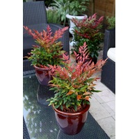 Bahçevilya 2 Yaşında Tüplü Nandina Cennet Bambusu Fidanı Bahçevilya 2 Yaşında Tüplü Nandina Cennet Bambusu Fidanı
