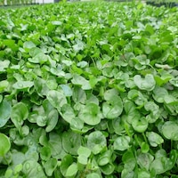Dichondra Repens Fare Kulağı Çim Tohumu 100 G Dichondra Repens Fare Kulağı Çim Tohumu 100 G