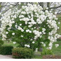 Çınar Kartopu Çiçeği 50 80 Cm Tüplü Çınar Kartopu Çiçeği 50 80 Cm Tüplü