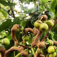 Japon Kuru Üzüm Şeker Ağacı Hovenia Dulcis Fidanı 2-3 Yaş Arası Japon Kuru Üzüm Şeker Ağacı Hovenia Dulcis Fidanı 2-3 Yaş Arası