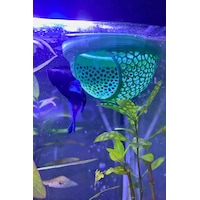 Beta Balığı Köpük Yuva Üretim Ve Dinlenme Alanı Akvaryum Saklanma Dekoru 9 Cm Beta Balığı Köpük Yuva Üretim Ve Dinlenme Alanı Akvaryum Saklanma Dekoru 9 Cm