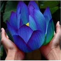 2 Adet Tohum Organik Mavi Lotus Çiçek Tohumu Su Çiçeği Tohumları 2 Adet Tohum Organik Mavi Lotus Çiçek Tohumu Su Çiçeği Tohumları