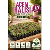 Asteriks Mezar Üstü Bitkisi 10 Adet Acem Halısı Asteriks Mezar Üstü Bitkisi 10 Adet Acem Halısı