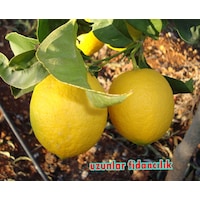 Meyveli Yediveren Limon Fidanı Aşılı 3 Yaş Meyveli Yediveren Limon Fidanı Aşılı 3 Yaş