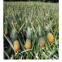 Fidanistanbul Ananas Fidanı. 30-40 Cm. Saksıda Fidanistanbul Ananas Fidanı. 30-40 Cm. Saksıda