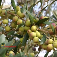 Tüplü Arbequına bodur Zeytin Fidanı 2yaş Tüplü Arbequına bodur Zeytin Fidanı 2yaş