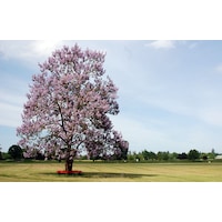 PAVLONYA AĞACI FİDANI 10 ADET - Paulownia Tementosa 30-50 cm PAVLONYA AĞACI FİDANI 10 ADET - Paulownia Tementosa 30-50 cm