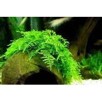 Moss Christmas Moss 1 Pkt Moss Christmas Moss 1 Pkt