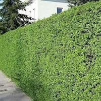 Ligustrum Kurtbağrı 200 Adet - Çit Bitkisi Ligustrum Kurtbağrı 200 Adet - Çit Bitkisi