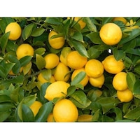 Saksı Yetiştiriciliğine Uygun Yediveren Limon Fidanı Saksı Yetiştiriciliğine Uygun Yediveren Limon Fidanı
