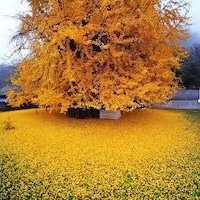 Tüplü Ginkgo Biloba Mabet Ağacı Fidanı Tüplü Ginkgo Biloba Mabet Ağacı Fidanı