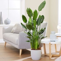 Starliçe (Cennet Kuşu Çiçeği) Strelitzia Nicolai 60 cm Starliçe (Cennet Kuşu Çiçeği) Strelitzia Nicolai 60 cm
