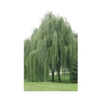 Tüplü Salkım Söğüt Fidanı 3 Yaş 150-180 CM Tüplü Salkım Söğüt Fidanı 3 Yaş 150-180 CM
