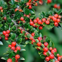 Thebestonline Herdem Yeşil Dağ Muşmulası, Cotoneaster, Saksıda Thebestonline Herdem Yeşil Dağ Muşmulası, Cotoneaster, Saksıda