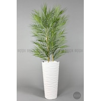 Biçiçek Yapay Areka Palmi̇yesi̇ 150 Cm 33 Yaprak Beyaz Kumsal Saksıda Biçiçek Yapay Areka Palmi̇yesi̇ 150 Cm 33 Yaprak Beyaz Kumsal Saksıda