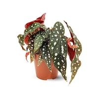 Thebestonline Begonia Maculata / Çilli Begonya Thebestonline Begonia Maculata / Çilli Begonya