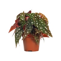 Çilli Begonya – Begonia Maculata Çilli Begonya – Begonia Maculata