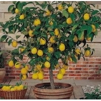 Tüplü Aşılı Yediveren Limon Fidanı 100/130cm Tüplü Aşılı Yediveren Limon Fidanı 100/130cm