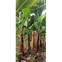 Açık Kök Muz Fidanı 150 - 200 CM Açık Kök Muz Fidanı 150 - 200 CM