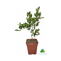 Limon Ağacı Saksıda Bodur Limon Fidanı Aşılı Limon Ağacı Saksıda Bodur Limon Fidanı Aşılı
