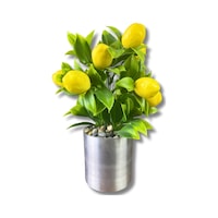 Cihan Çiçekçilik Yapay Çiçek Dekoratif Limon 20 Cm 8x8 Metal Saksıda Sarı Cihan Çiçekçilik Yapay Çiçek Dekoratif Limon 20 Cm 8x8 Metal Saksıda Sarı