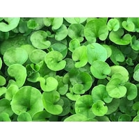 Dichondra Repens Fare Kulağı Çim Tohumu 1KG Dichondra Repens Fare Kulağı Çim Tohumu 1KG