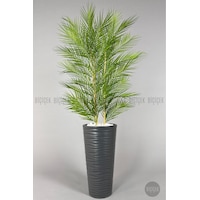 Biçiçek Yapay Areka Palmi̇yesi̇ 150 Cm 33 Yaprak Antresi̇t Kumsal Saksıda Biçiçek Yapay Areka Palmi̇yesi̇ 150 Cm 33 Yaprak Antresi̇t Kumsal Saksıda