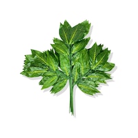 Cihan Çiçekçilik Sarı Mineli Yeşil Ceviz Demet 12 Adet 70 Cm Beyaz- Yeşil Cihan Çiçekçilik Sarı Mineli Yeşil Ceviz Demet 12 Adet 70 Cm Beyaz- Yeşil