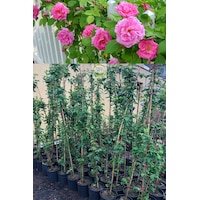 3 Yaş Pembe Renkli Isparta Sarmaşık Gül Fidanı 3 Yaş Pembe Renkli Isparta Sarmaşık Gül Fidanı