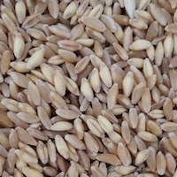 25kg Buğday 25kg Buğday