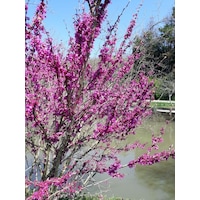 Tüplü Erguvan Ağacı Cercis Siliquastrum Fidanı 50 80 Cm Boy Tü Tüplü Erguvan Ağacı Cercis Siliquastrum Fidanı 50 80 Cm Boy Tü