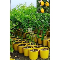 5 Yaş Aşılı 7 Veren Yediveren Mayer Limon Fidanı Üzeri Çiçekli 5 Yaş Aşılı 7 Veren Yediveren Mayer Limon Fidanı Üzeri Çiçekli