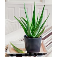 Aloe vera – Sarı sabır Aloe vera – Sarı sabır