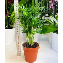 Areka Palmiyesi Ev Ofis Salon Bitkisi Areca Lutescens Plant