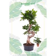 Büyük Bonsai Ağacı 70 cm,Mini Bonsai 10cm