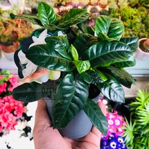 Gardenia Jasminoides Plant Mis Kokulu Gardenya Ev Ofis Bitkisi